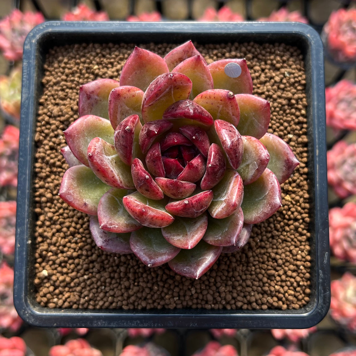 Echeveria 'Tinker Lenny' Red Type 2" Flower Village Hybrid Succulent Plant Cutting