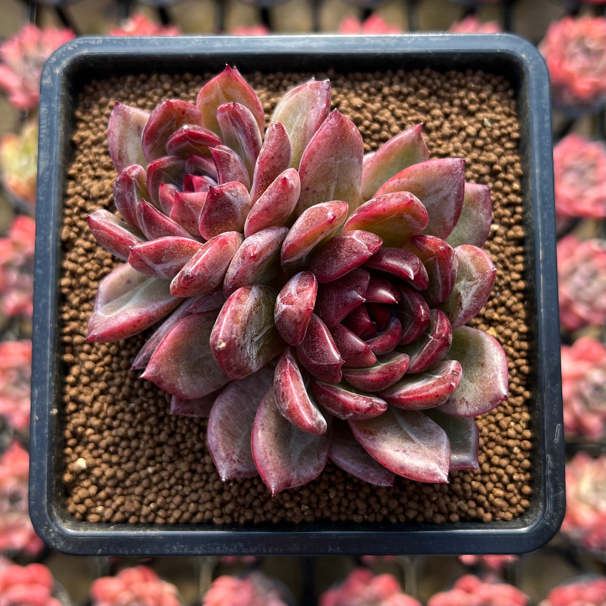 Echeveria 'Tinker Lenny' Red Type 2" Flower Village Hybrid Succulent Plant Cutting