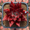 Echeveria Agavoides 'Luming' 2" Succulent Plant Cutting