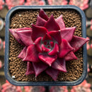 Echeveria Agavoides 'Luming' 2" Succulent Plant Cutting