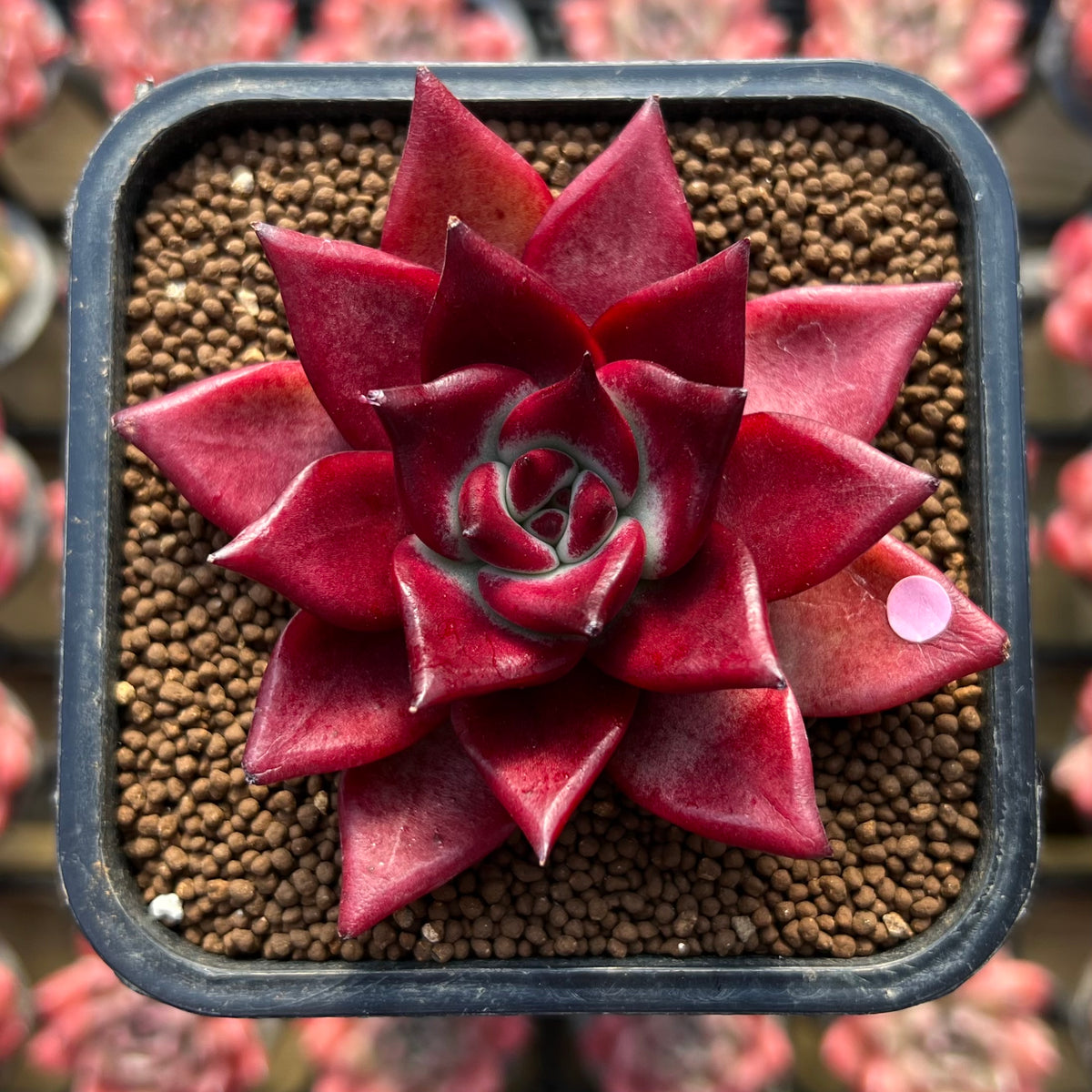 Echeveria Agavoides 'Luming' 2" Succulent Plant Cutting