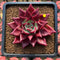 Echeveria Agavoides 'Luming' 3" Succulent Plant Cutting