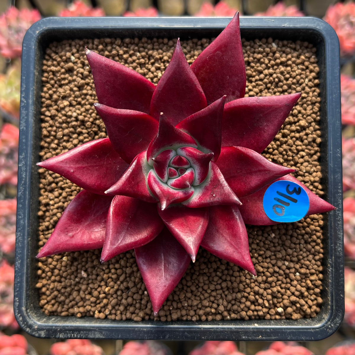 Echeveria Agavoides 'Luming' 3" Succulent Plant Cutting