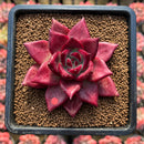 Echeveria Agavoides 'Luming' 3" Succulent Plant Cutting