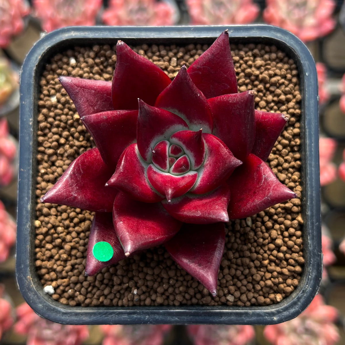 Echeveria Agavoides 'Luming' 2" Succulent Plant Cutting