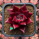 Echeveria Agavoides 'Luming' 2" Succulent Plant Cutting
