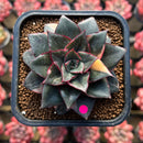 Echeveria 'Monocerotis' Variegated 2"-3" Large Succulent Plant Cutting