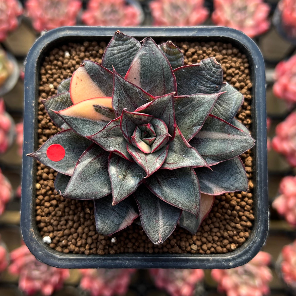 Echeveria 'Monocerotis' Variegated 2"-3" Large Succulent Plant Cutting