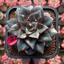 Echeveria 'Monocerotis' Variegated 2"-3" Large Succulent Plant Cutting