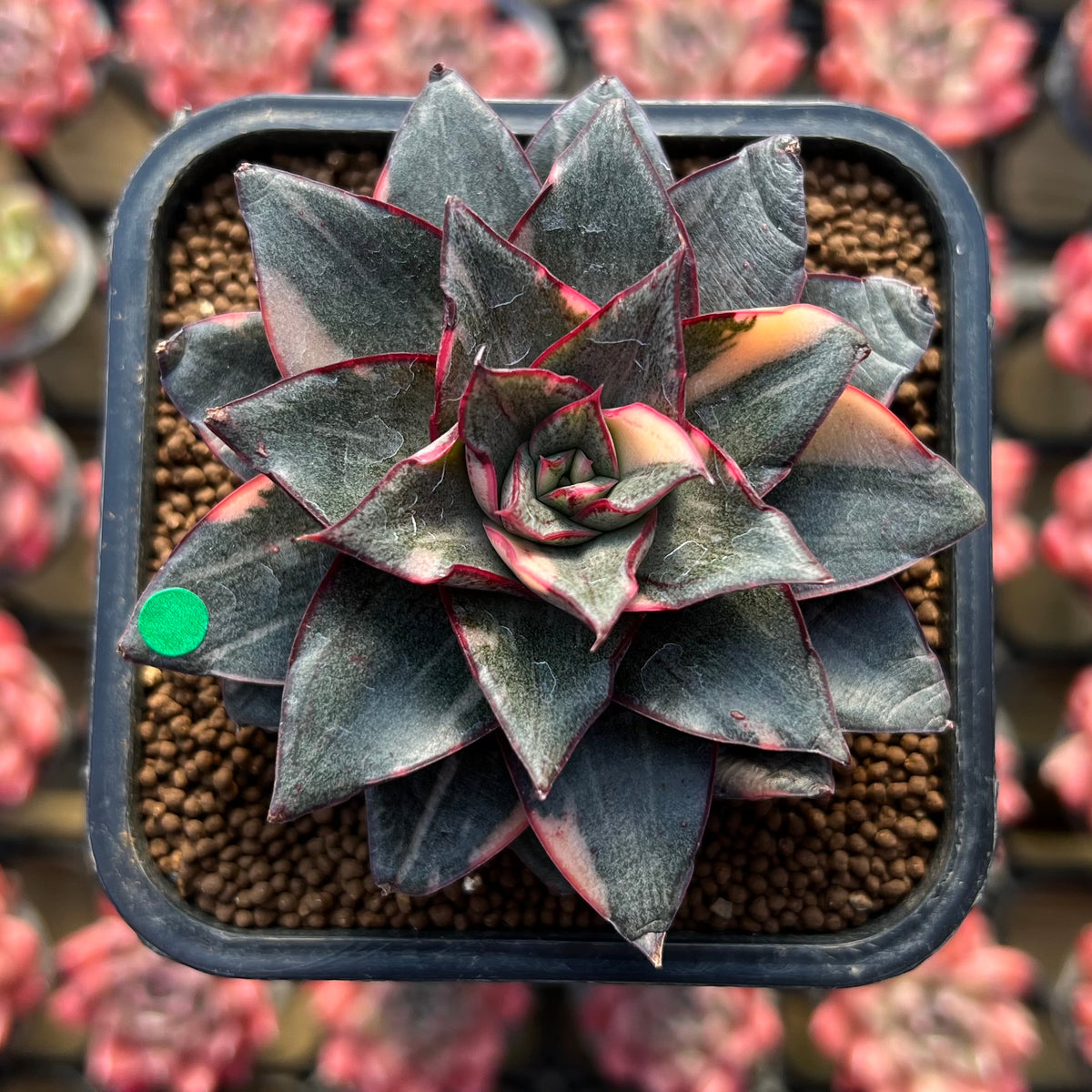 Echeveria 'Monocerotis' Variegated 2"-3" Large Succulent Plant Cutting