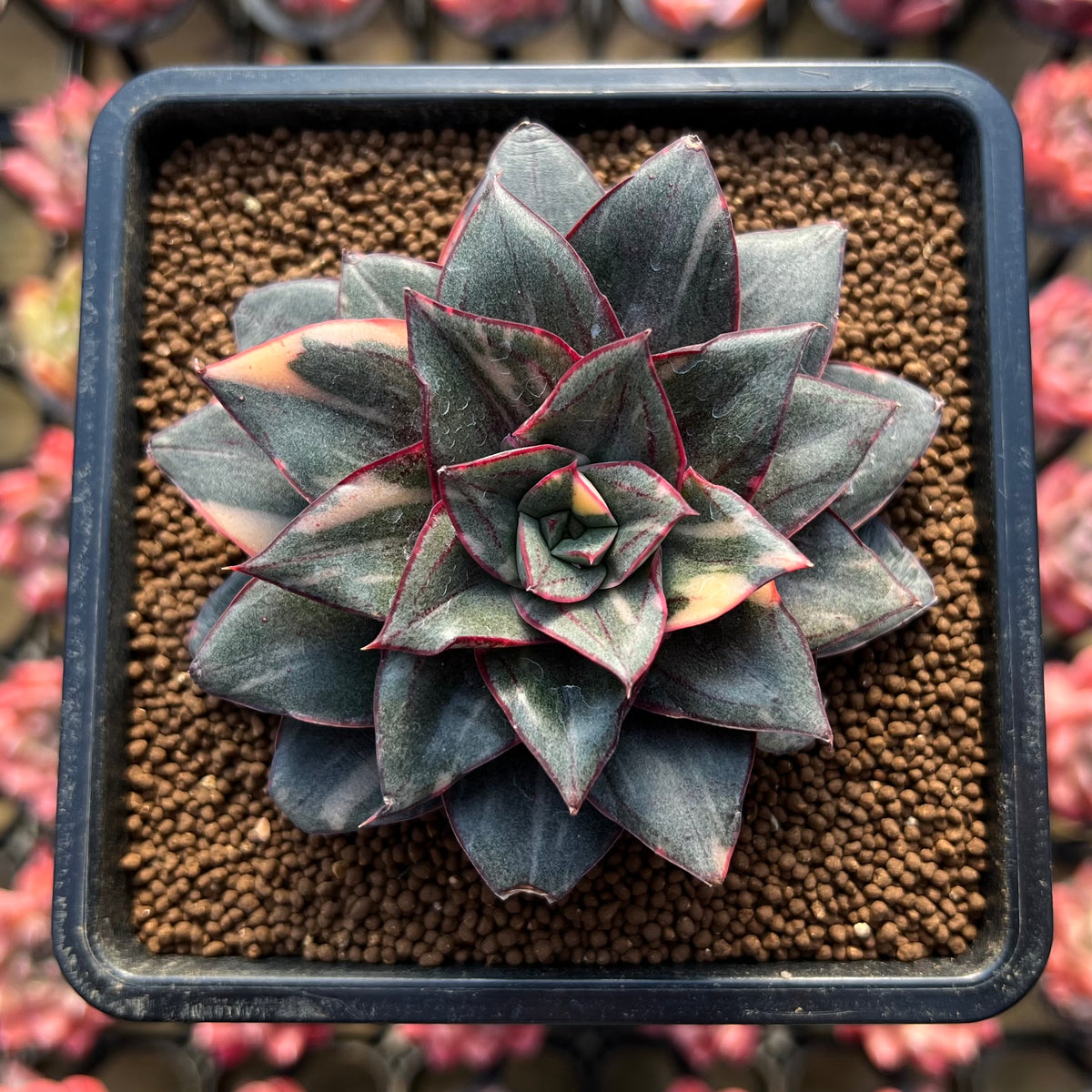 Echeveria 'Monocerotis' Variegated 2"-3" Large Succulent Plant Cutting