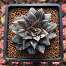 Echeveria 'Monocerotis' Variegated 2"-3" Large Succulent Plant Cutting