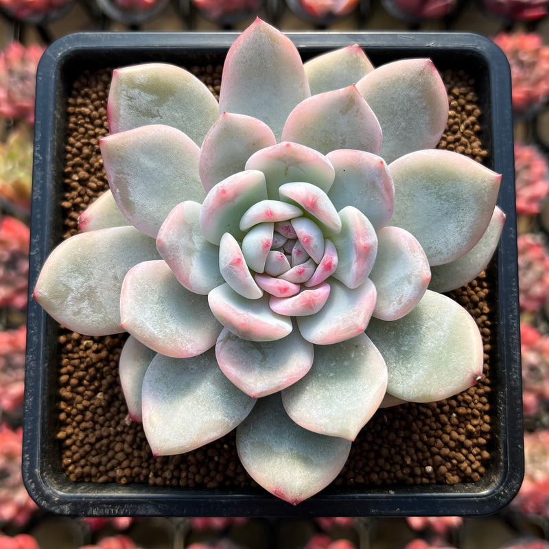 monroe succulent Echeveria 'Orange Monroe' Variegated 4" Succulent Plant Cutting