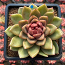 Echeveria 'Gold Corderoyi' Hybrid 3"-4" Flower Village Hybrid Succulent Plant Cutting