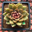 Echeveria 'Gold Corderoyi' Hybrid 3"-4" Flower Village Hybrid Succulent Plant Cutting