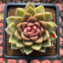 Echeveria 'Gold Corderoyi' Hybrid 3"-4" Flower Village Hybrid Succulent Plant Cutting
