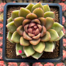 Echeveria 'Gold Corderoyi' Hybrid 3"-4" Flower Village Hybrid Succulent Plant Cutting
