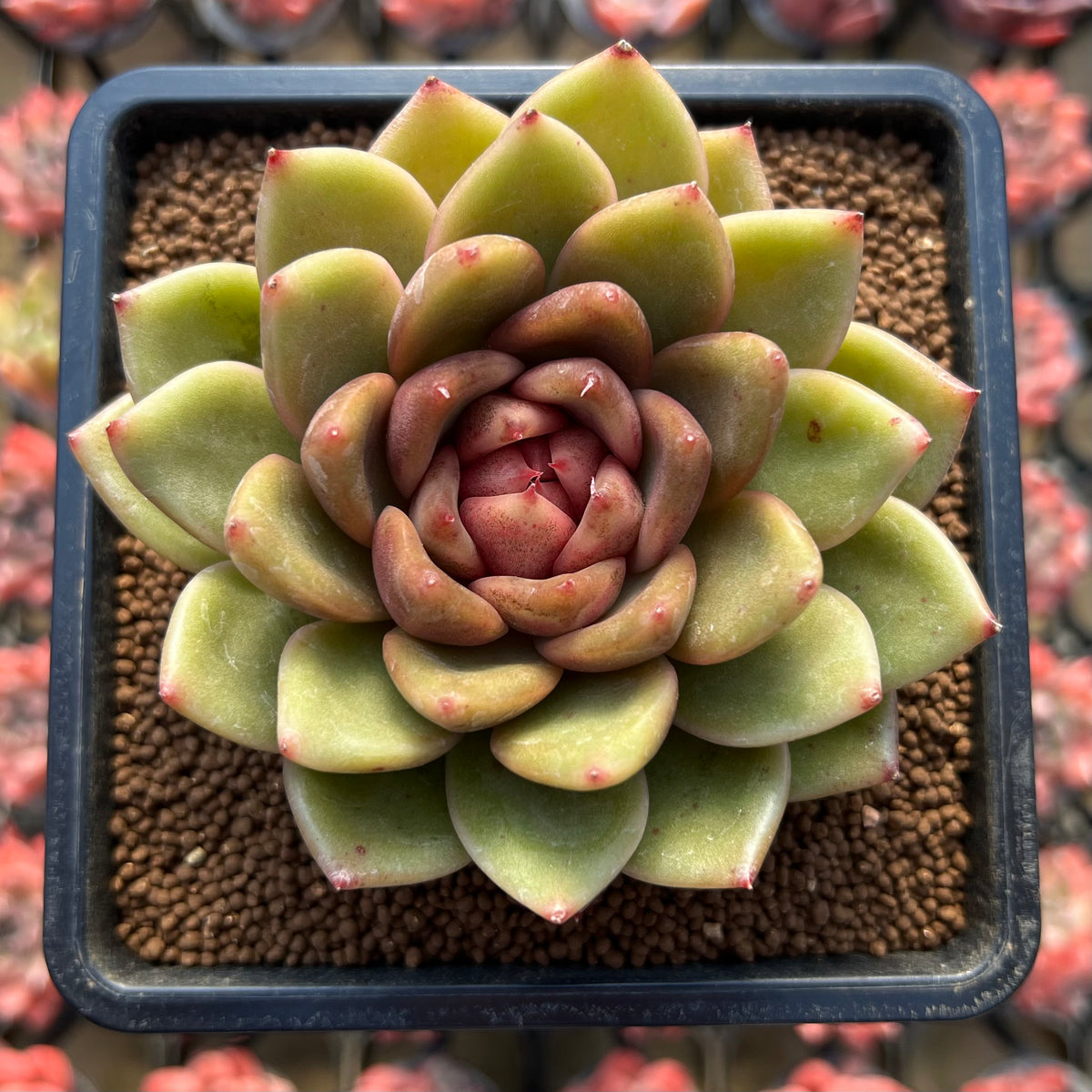 Echeveria 'Gold Corderoyi' Hybrid 3"-4" Flower Village Hybrid Succulent Plant Cutting