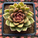 Echeveria 'Gold Corderoyi' Hybrid 3"-4" Flower Village Hybrid Succulent Plant Cutting