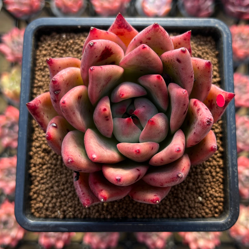music for succulents Echeveria Agavoides 'Music Farm' 4" Succulent Plant Cutting
