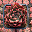 Echeveria Agavoides 'Music Farm' 3" Succulent Plant Cutting