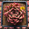 Echeveria Agavoides 'Music Farm' 4" Succulent Plant Cutting