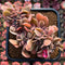 Echeveria 'Silk Road' Variegated Crested 4" Succulent Plant Cutting