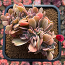 Echeveria 'Silk Road' Variegated Crested 4" Succulent Plant Cutting