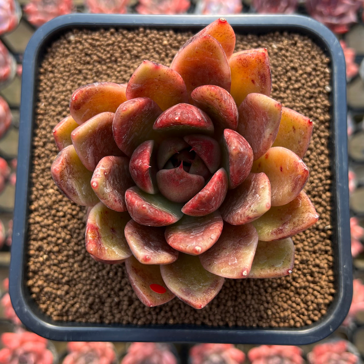 Echeveria 'Purple Ebony' Hybrid x 'Dong-un' Hybrid 3" Flower Village Hybrid Succulent Plant Cutting