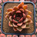 Echeveria 'Purple Ebony' Hybrid x 'Dong-un' Hybrid 3" Flower Village Hybrid Succulent Plant Cutting