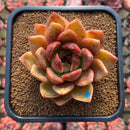 Echeveria 'Purple Ebony' Hybrid x 'Dong-un' Hybrid 3" Flower Village Hybrid Succulent Plant Cutting