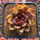 Echeveria 'Purple Ebony' Hybrid x 'Dong-un' Hybrid 3" Flower Village Hybrid Succulent Plant Cutting