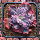 Echeveria 'Speed Bump' 3" Succulent Plant Cutting