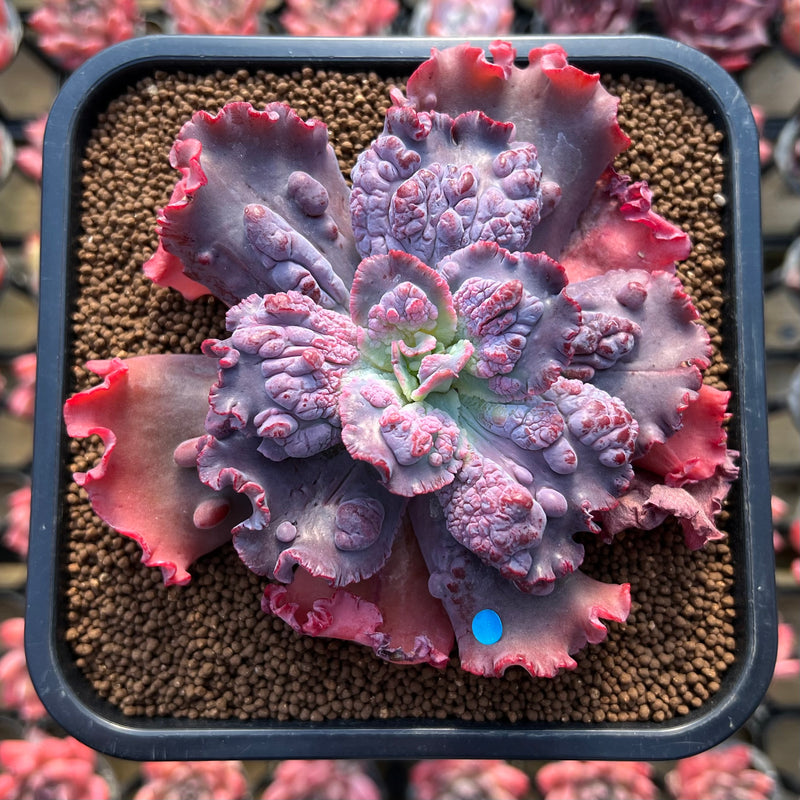 comic burst succulent Echeveria 'Speed Bump' 3" Succulent Plant Cutting – True Succulents Plant  Co