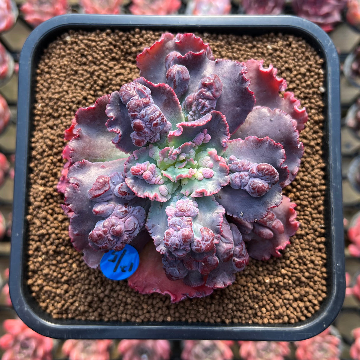 Echeveria 'Speed Bump' 3" Succulent Plant Cutting