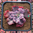 Echeveria 'Speed Bump' 3" Succulent Plant Cutting