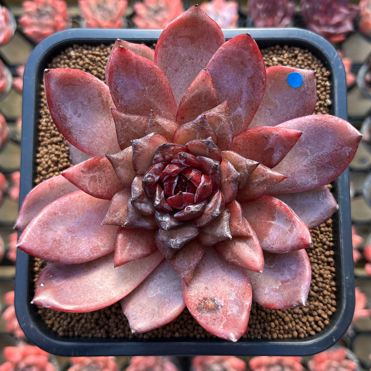 Echeveria Hybrid sp. Selected Clone 4" Flower Village Hybrid Succulent Plant Cutting