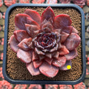 Echeveria Hybrid sp. Selected Clone 4" Flower Village Hybrid Succulent Plant Cutting