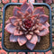 Echeveria Hybrid sp. Selected Clone 4" Flower Village Hybrid Succulent Plant Cutting