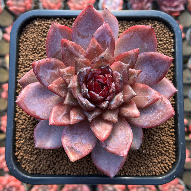 hybrid succulents Echeveria Hybrid sp. Selected Clone 4" Flower Village Hybrid Succulent –  True Succulents Plant Co