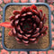 Echeveria Agavoides 'Merill Grim' 4" Succulent Plant Cutting
