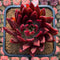 Echeveria Agavoides 'Merill Grim' 4" Succulent Plant Cutting