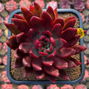 Echeveria Agavoides 'Merill Grim' 4" Succulent Plant Cutting