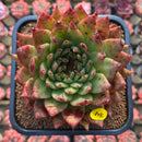 Echeveria Agavoides 'Maria' Crested 4" Succulent Plant Cutting