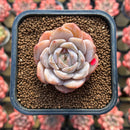 Echeveria 'Ice Orange' 2" New Hybrid Succulent Plant Cutting