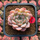 Echeveria 'Ice Orange' 2" New Hybrid Succulent Plant Cutting