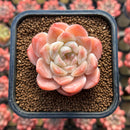 Echeveria 'Ice Orange' 2" New Hybrid Succulent Plant Cutting