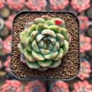 Echeveria Agavoides 'Ice Age' Variegated 2" Succulent Plant Cutting