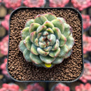 Echeveria Agavoides 'Ice Age' Variegated 2" Succulent Plant Cutting