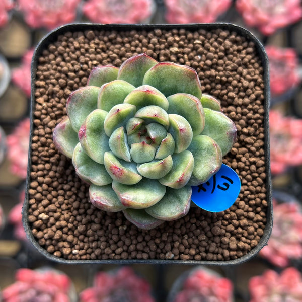 Echeveria Agavoides 'Ice Age' Variegated 2" Succulent Plant Cutting